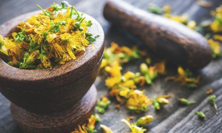 Heilpflanze – das Johanniskraut