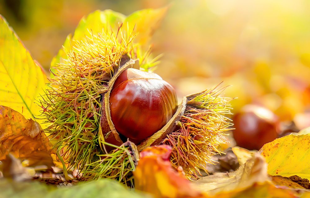 Heilpflanze – die Rosskastanie