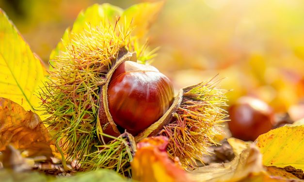 Heilpflanze – die Rosskastanie