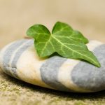 Heilpflanze – der Efeu