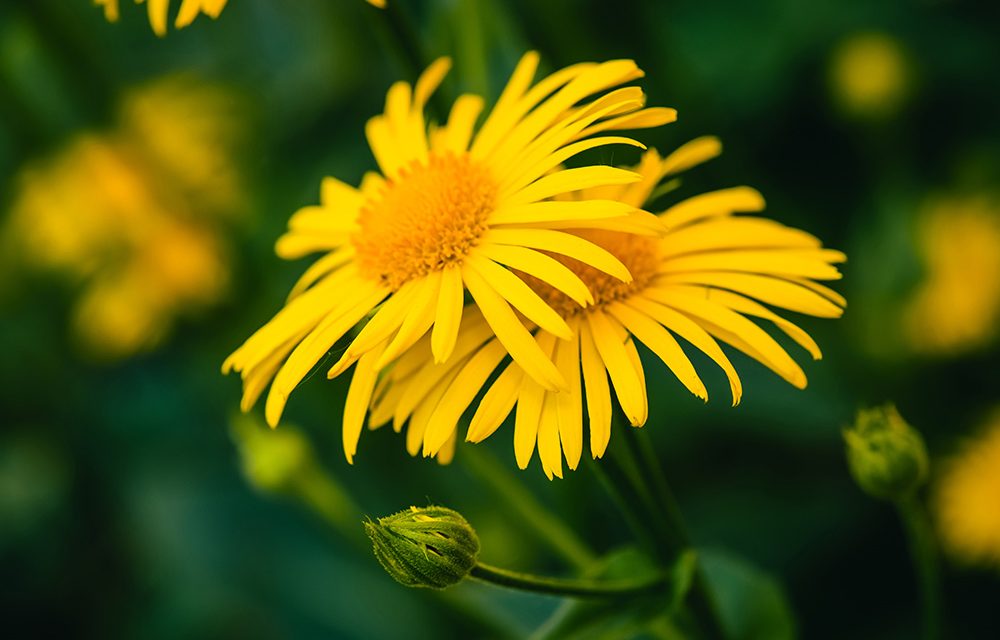 Heilpflanze – die Arnika