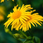 Heilpflanze – die Arnika