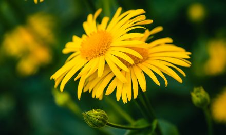 Heilpflanze – die Arnika