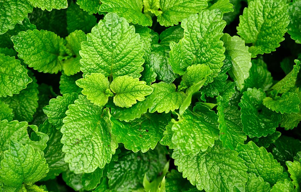 Heilpflanze – die Zitronenmelisse