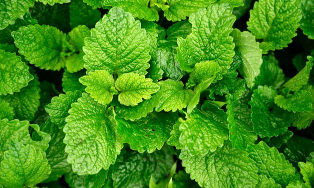 Heilpflanze – die Zitronenmelisse