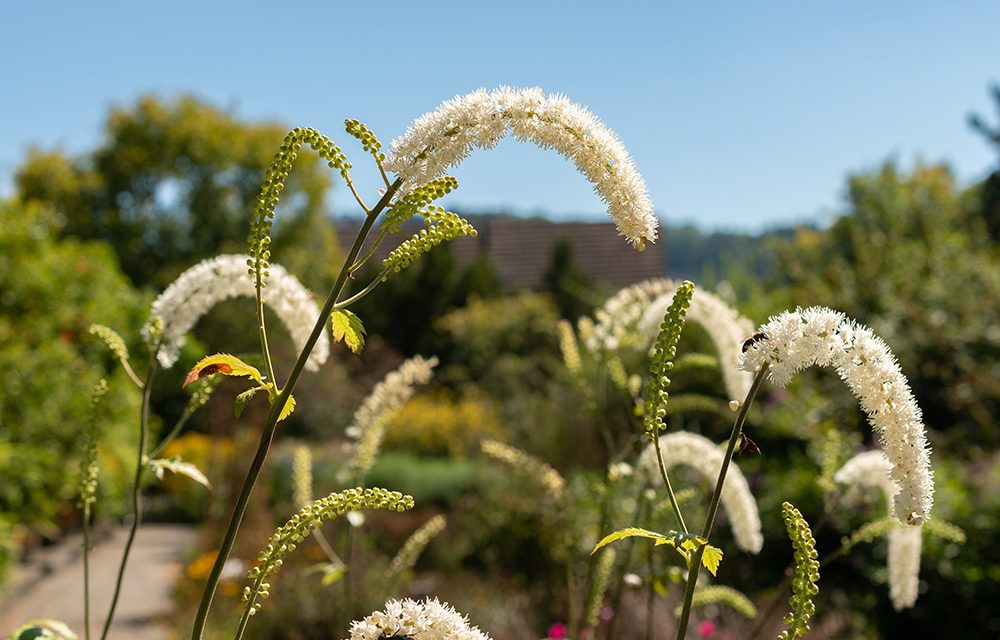 Heilpflanze – die Traubensilberkerze