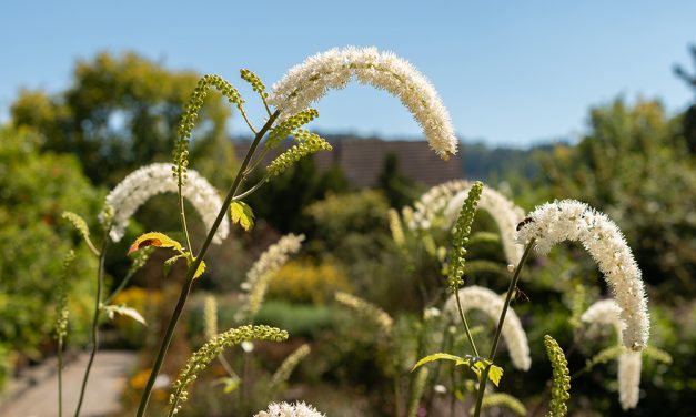 Heilpflanze – die Traubensilberkerze