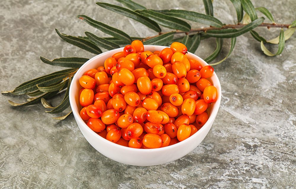 Heilpflanze – der Sanddorn