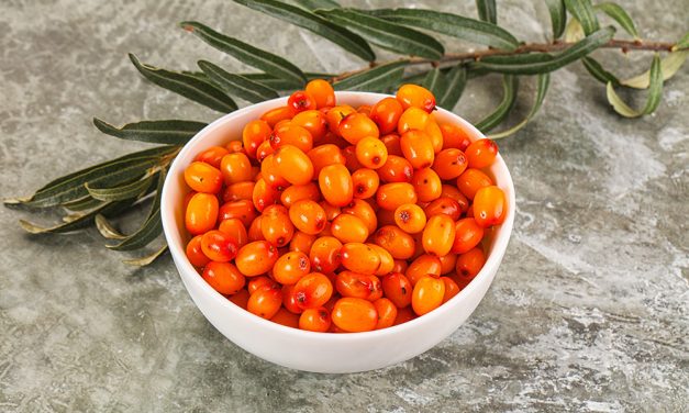 Heilpflanze – der Sanddorn