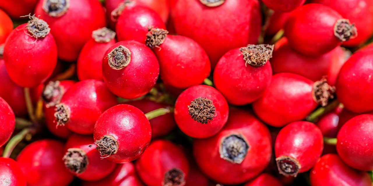 Heilpflanze – die Hagebutte