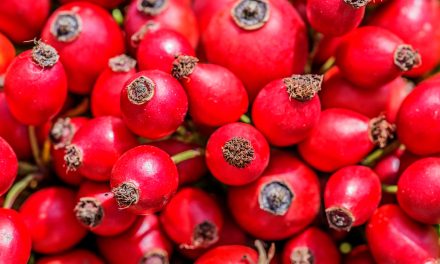 Heilpflanze – die Hagebutte