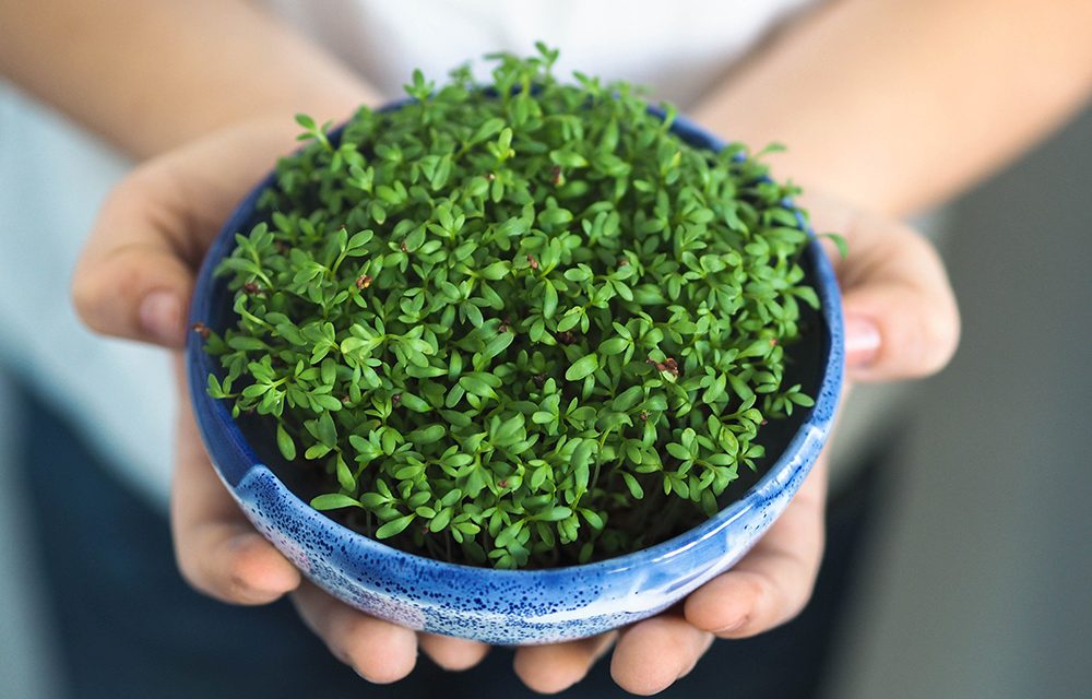 Heilpflanze – die Kresse