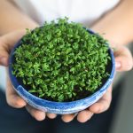 Heilpflanze – die Kresse