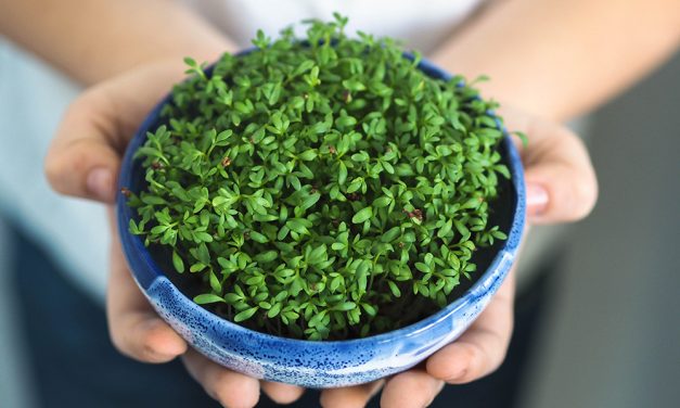 Heilpflanze – die Kresse