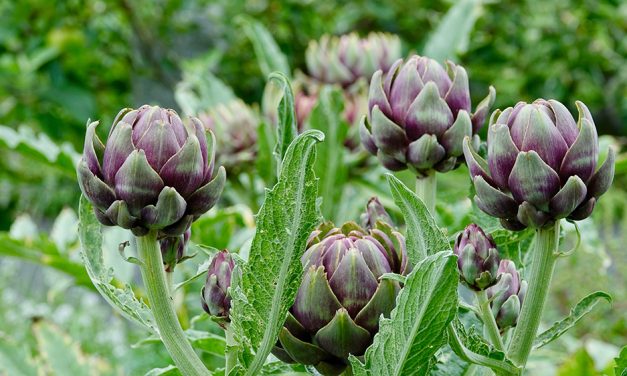 Heilpflanze – die Artischocke