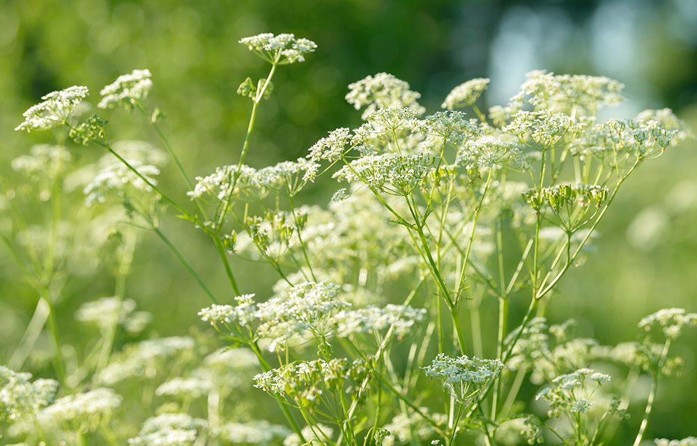 Heilpflanze – der Anis