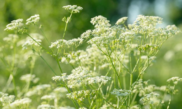 Heilpflanze – der Anis