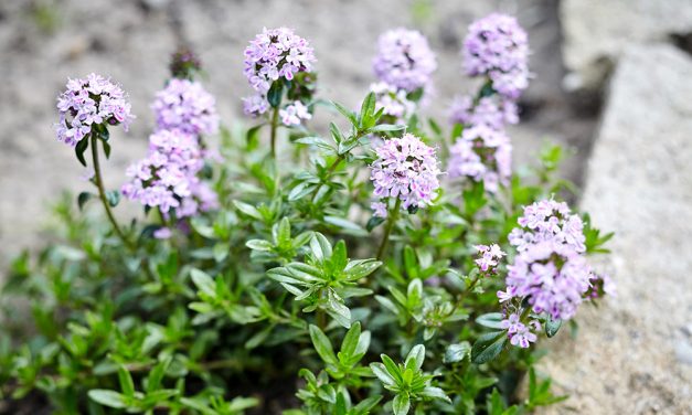 Heilpflanze – der Thymian