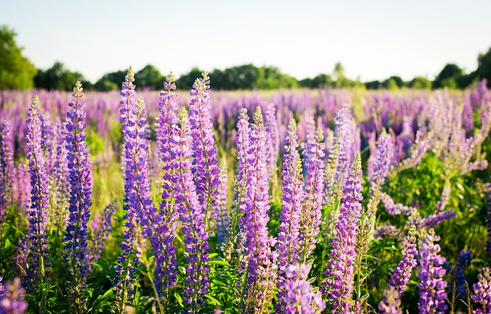 Die Lupine – eine Gartenpflanze wird zum neuen Eiweißträger für die Zukunft