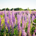 Die Lupine – eine Gartenpflanze wird zum neuen Eiweißträger für die Zukunft