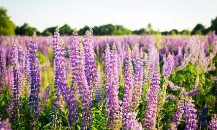 Die Lupine – eine Gartenpflanze wird zum neuen Eiweißträger für die Zukunft