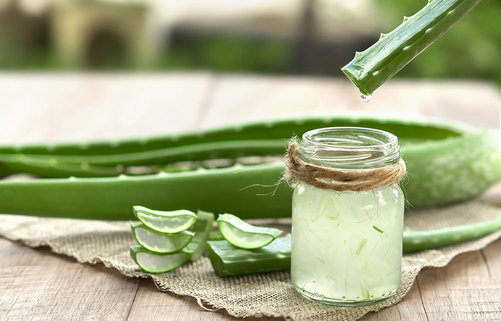 Heilpflanze – die Aloe Vera
