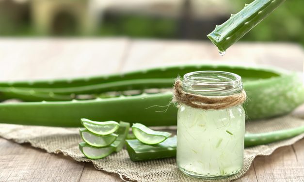 Heilpflanze – die Aloe Vera