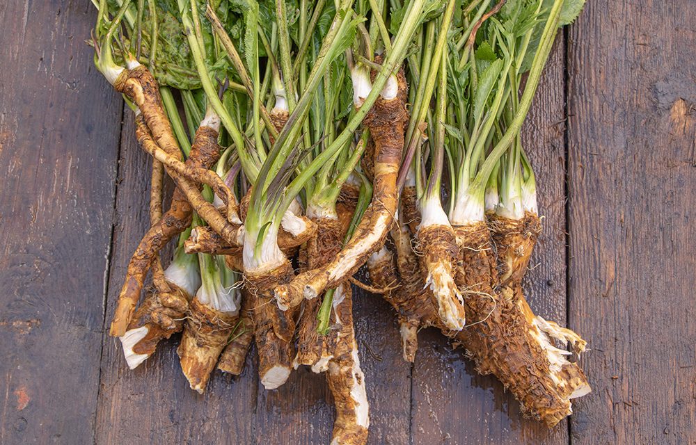 Heilpflanze – der Meerrettich