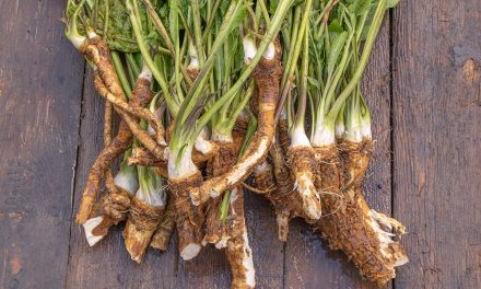 Heilpflanze – der Meerrettich