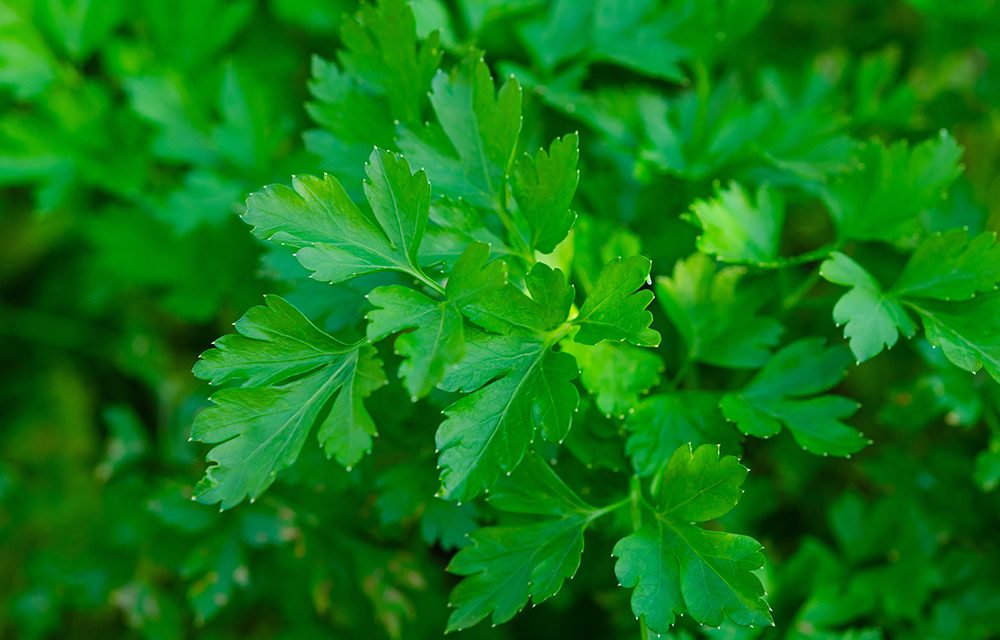 Die Petersilie – nur ein Küchenkraut?