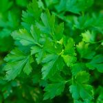 Die Petersilie – nur ein Küchenkraut?