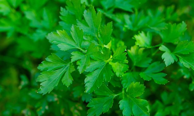 Die Petersilie – nur ein Küchenkraut?