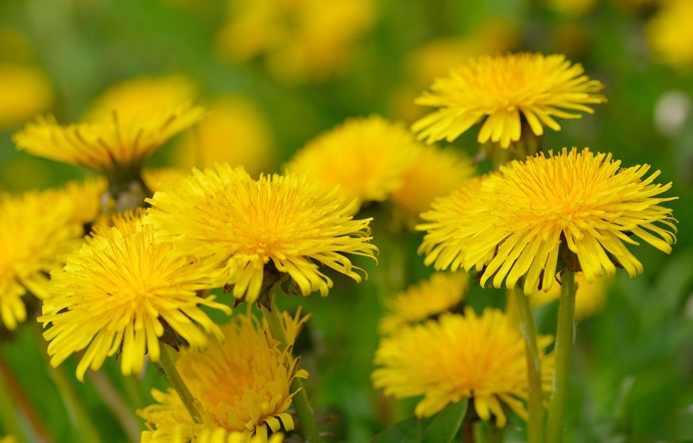 Der Löwenzahn – Wohltat für die Verdauung
