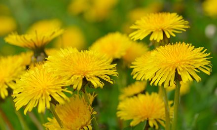 Der Löwenzahn – Wohltat für die Verdauung