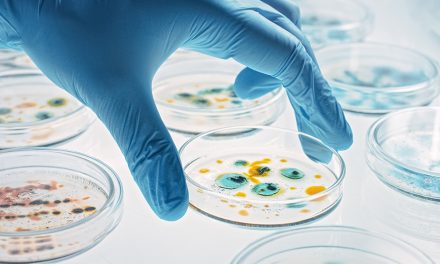 Pseudomonas aeruginosa: Zuckerwirkstoff schützt Zellen vor dem Bakterium
