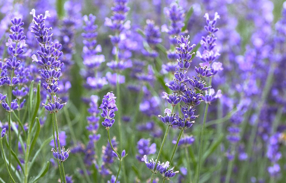 Heilkräuter: Schwedenkräuter befreien von Giftstoffen