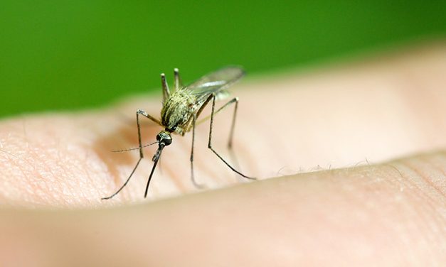 Malaria – bald auch bei uns im Garten?