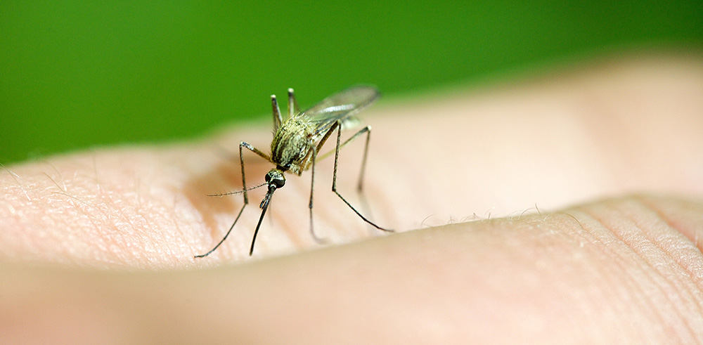 Malaria – bald auch bei uns im Garten?
