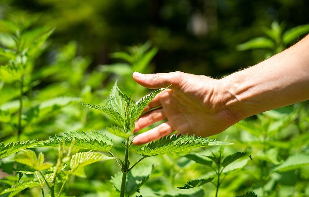 Heilpflanze – die Brennnessel