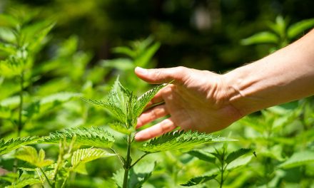 Heilpflanze – die Brennnessel