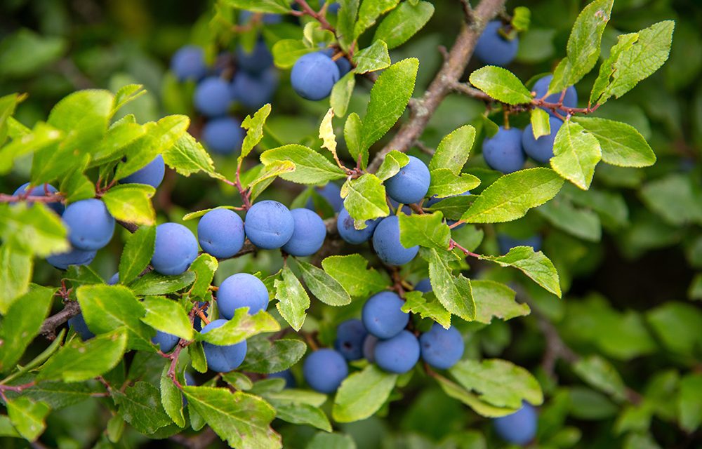 Heilpflanze – die Schlehe