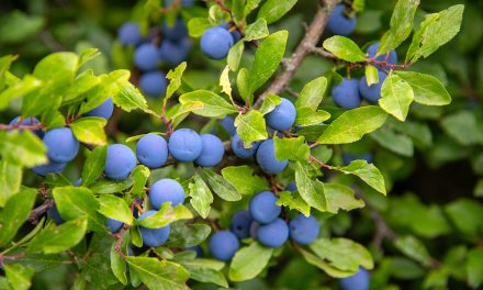 Heilpflanze – die Schlehe