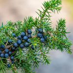 Heilpflanze – der Wacholder – die Wacholderbeeren