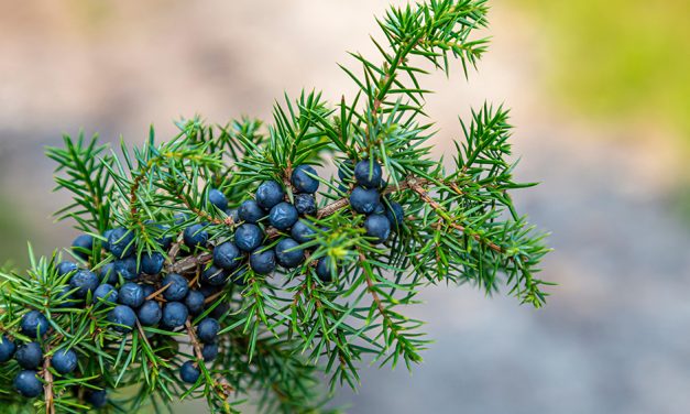 Heilpflanze – der Wacholder – die Wacholderbeeren