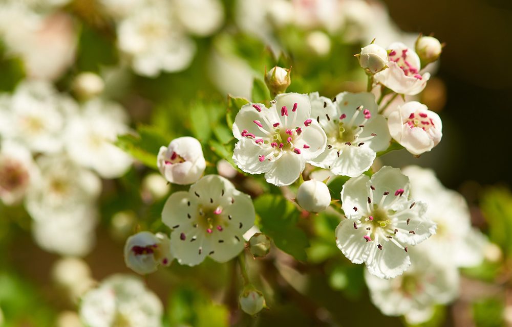 Heilpflanze – der Weißdorn