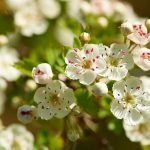 Heilpflanze – der Weißdorn