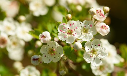 Heilpflanze – der Weißdorn