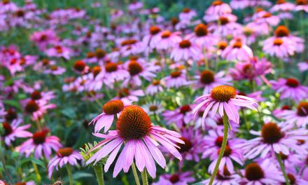 Heilpflanze – die Echinacea