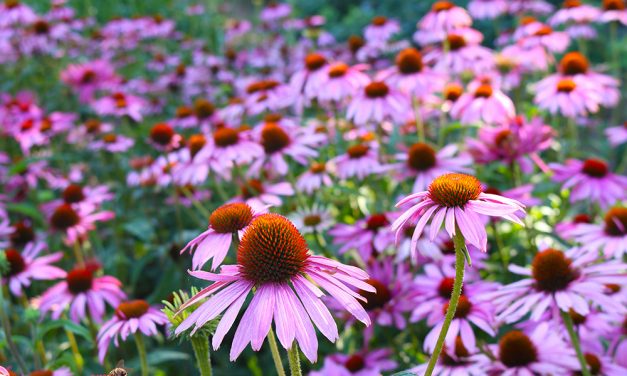 Heilpflanze – die Echinacea