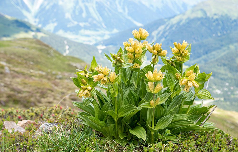 Heilpflanze – der Enzian